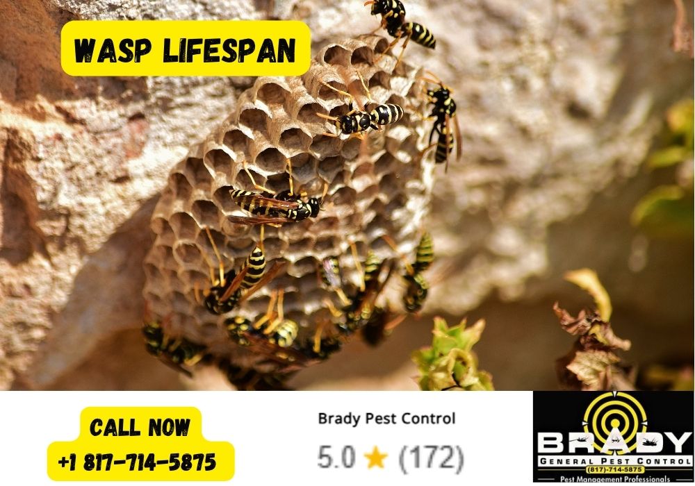 What is the Lifespan of a Wasps? Wasps Lifespan | Lifespan of a Wasps