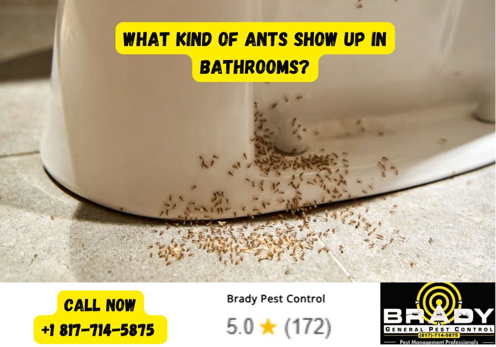 What Kind of Ants Show Up in Bathrooms - Brady Pest Control