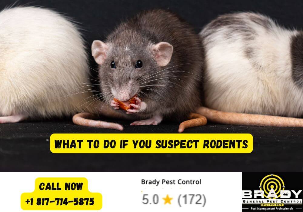 What to Do If You Suspect Rodents