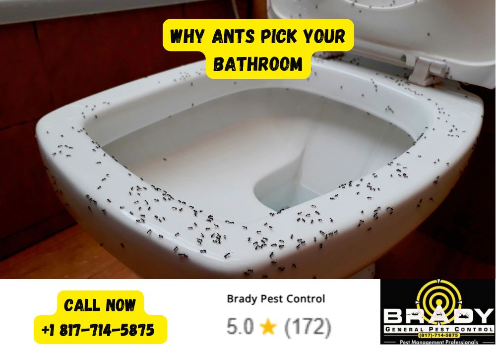 Why Ants Pick Your Bathroom - Brady Pest Control