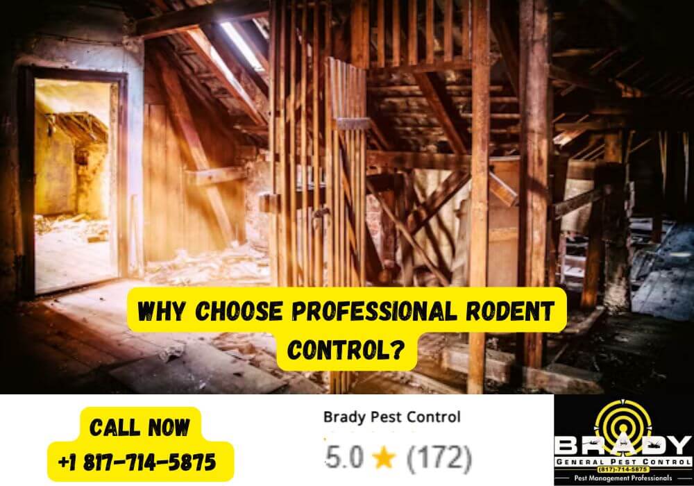 Why Choose Professional Rodent Control?