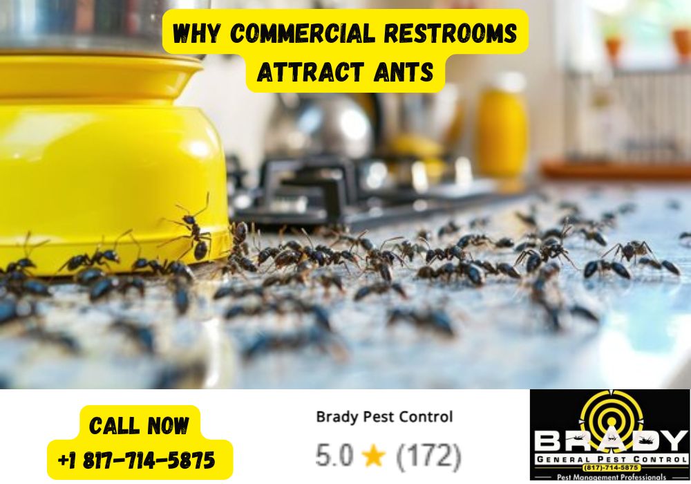 Why Commercial Restrooms Attract Ants - Brady Pest Control