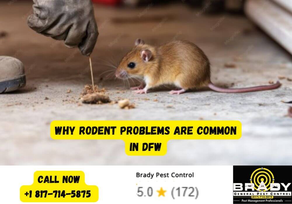 Why Rodent Problems Are Common in DFW