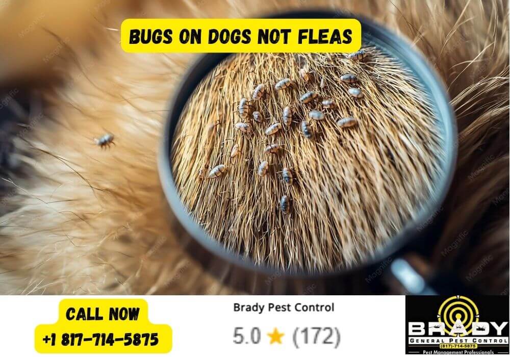 Bugs on Dogs not Fleas - Brady Pest Control