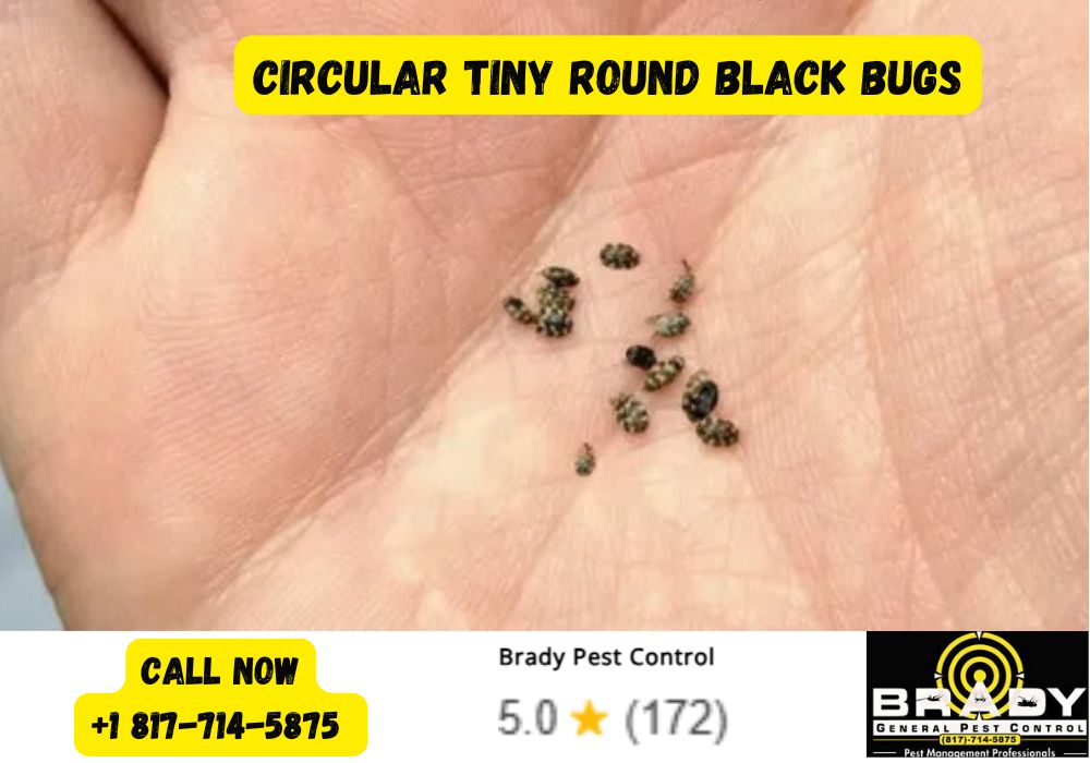 Circular Tiny Round Black Bugs - Brady Pest Control