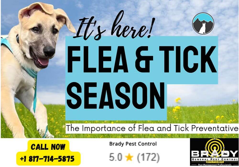 Why Your Yard Might Be a Flea and Tick Hot Spot (Even If Your Pet Isn't) 3 Fleas and Ticks Season in Grand Prairie, TX