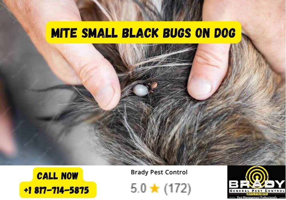 Mite Small Black Bugs on Dog - Brady Pest Control