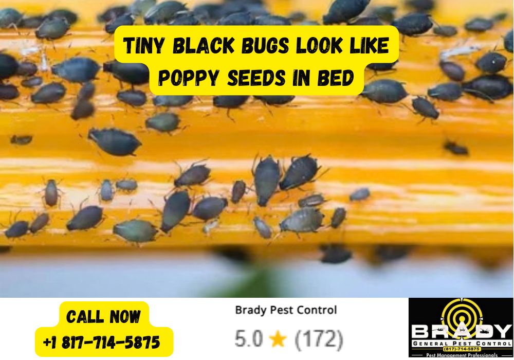Tiny Black Bugs Look Like Poppy Seeds in Bed - Brady Pest Control