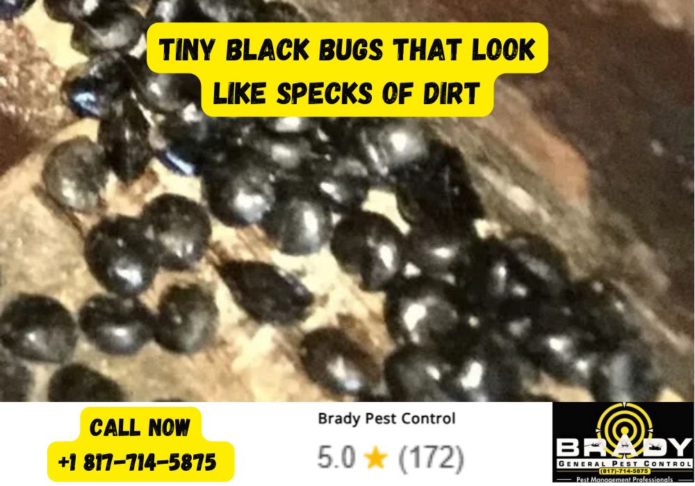 Tiny Black Bugs that Look Like Specks of Dirt - Brady Pest Control