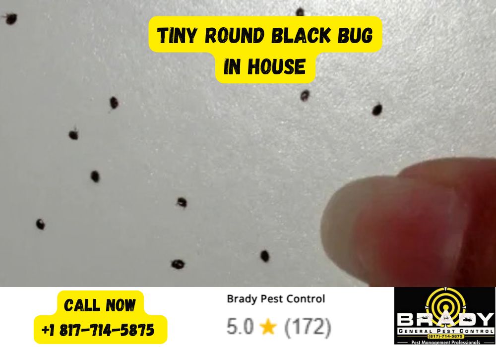 Tiny Round Black Bug in House - Brady Pest Control