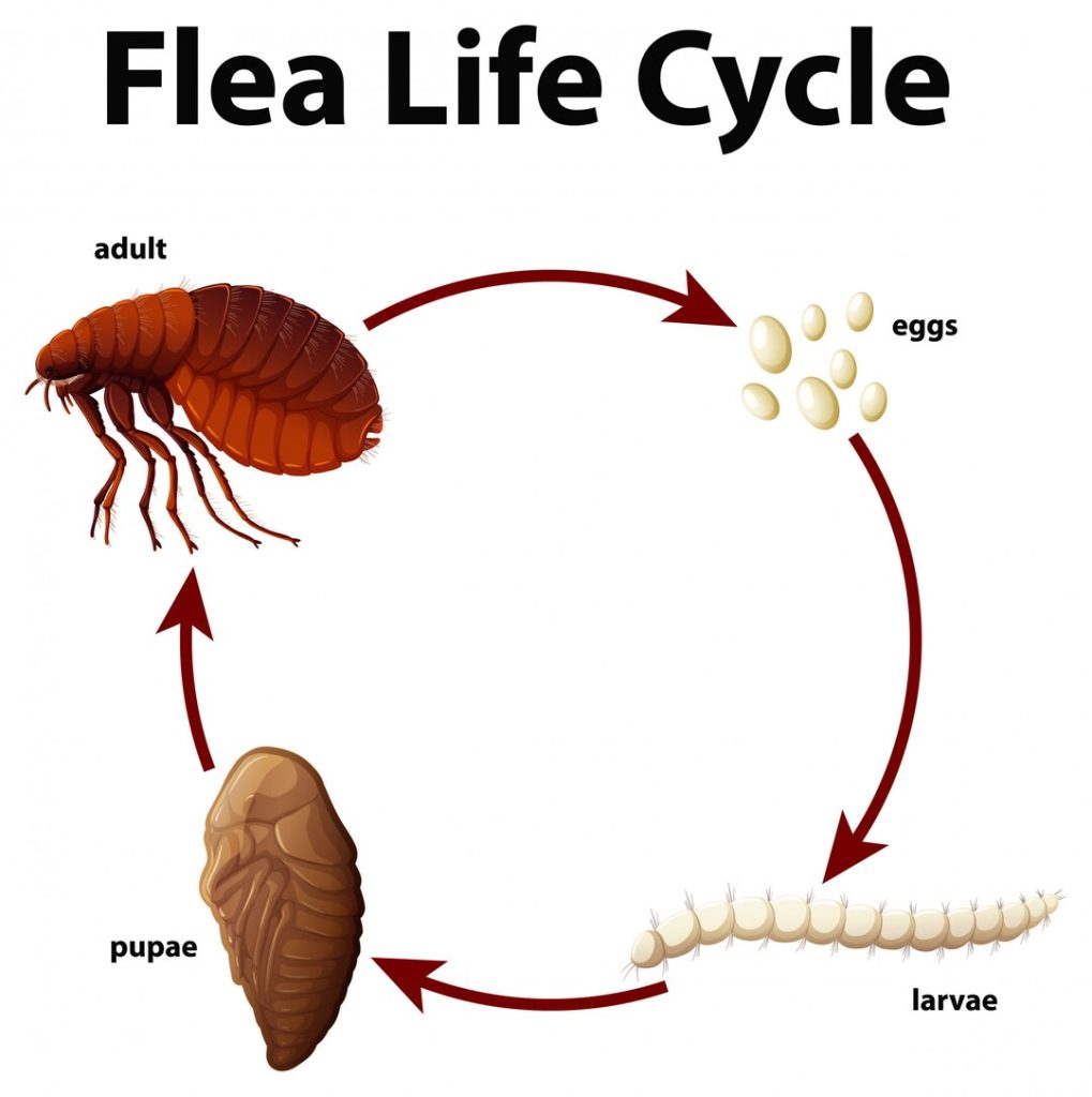 Understanding the Flea Life Cycle (Why Treatments Fail)