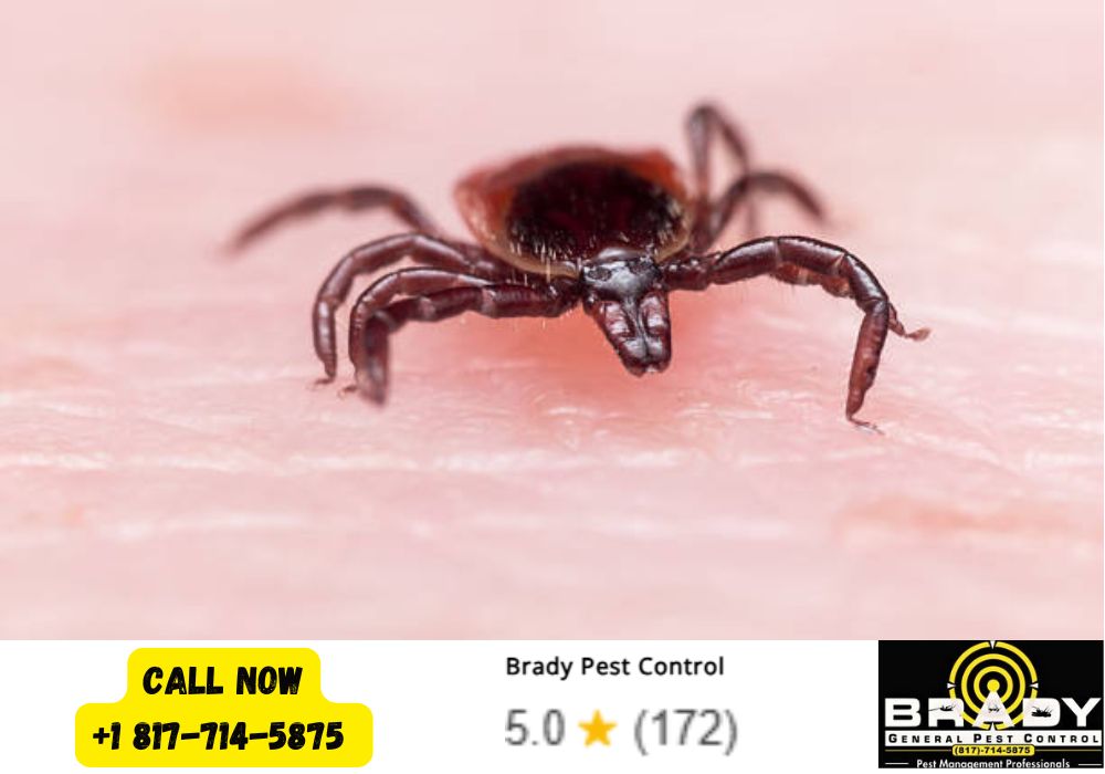 Fleas Keep Coming Back in Grand Prairie, TX