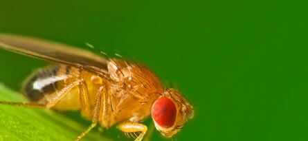 Fruit Flies Infestations Control and Removal In Grand Prairie