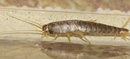 silverfish1