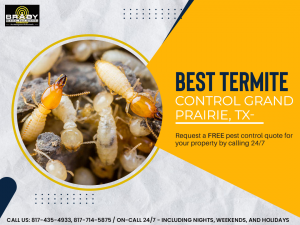 Termites in Grand Prairie TX Cedar Hill TX