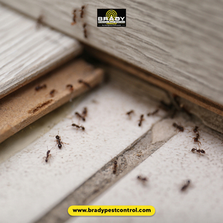 Effective Pest Control Dallas Texas Residents Deserve - Brady Pest Control