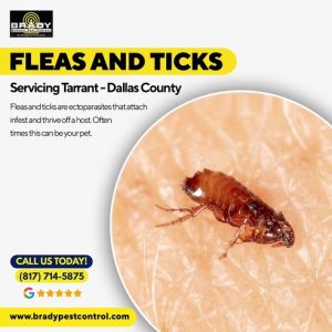 Fleas & Ticks Control Expert In Grand Prairie,TX - Brady Pest Control