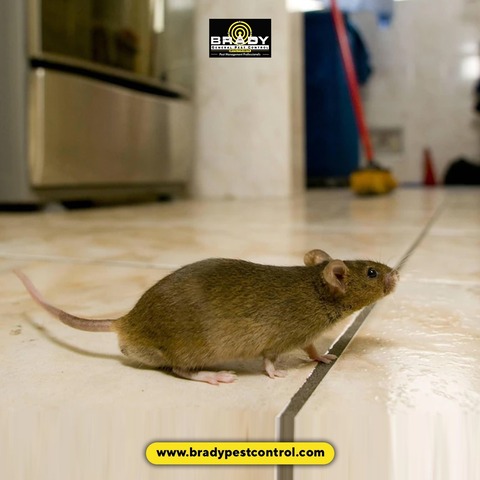 Grand Prairie Rodents Control and Removal Services - Brady Pest Control