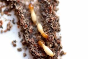 Pest Control And Termite Services in Grand Prairie, TX