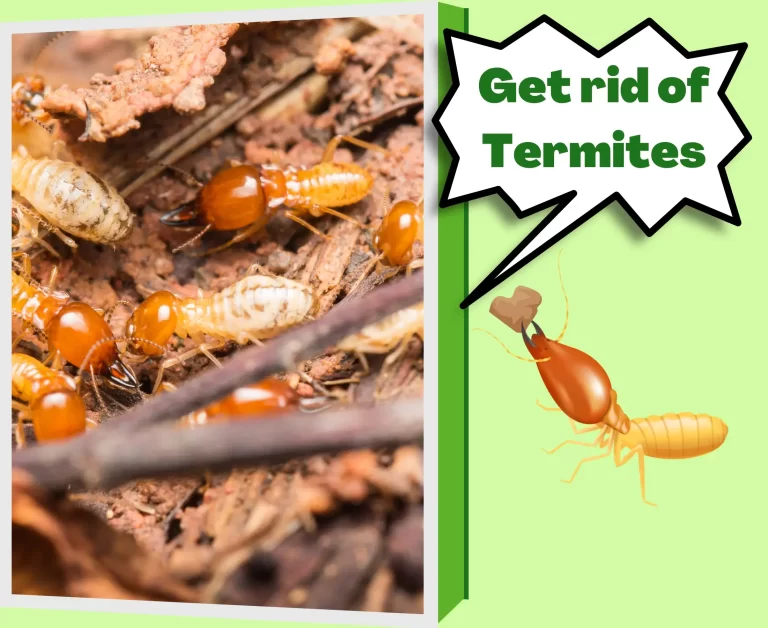 Termite Control Services in Fort Worth, TX Rodents Control and Removal Services