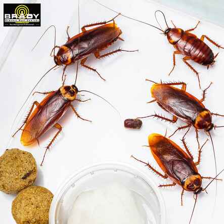 Why Choose Brady Pest Control for Cockroaches Control - Brady Pest Control
