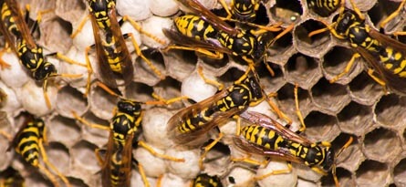 Why Wasp Control is Necessary? - Brady Pest Control