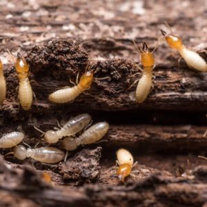 best Termite Control Fort Worth Services