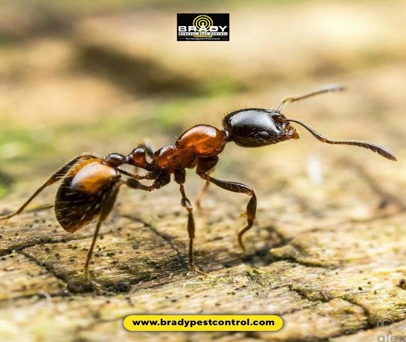 Carpenter Ant Control Homeowners