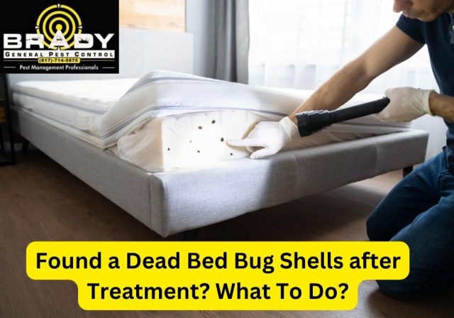 Found a Dead Bed Bug Shells after Treatment What To Do? - Brady Pest Control
