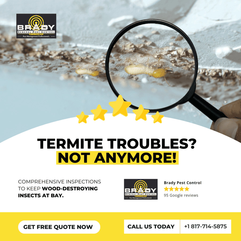 Termite Treatment Control Expert in Grand Prairie, TX - Brady Pest Control
