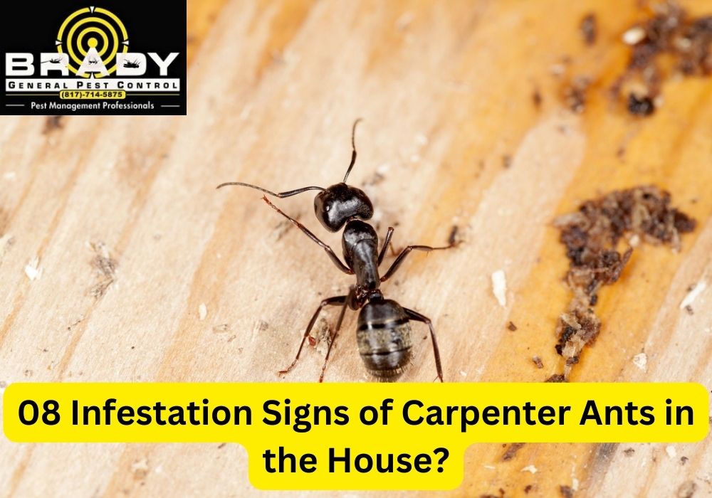 08 Infestation Signs of Carpenter Ants in the House - Brady Pest Control