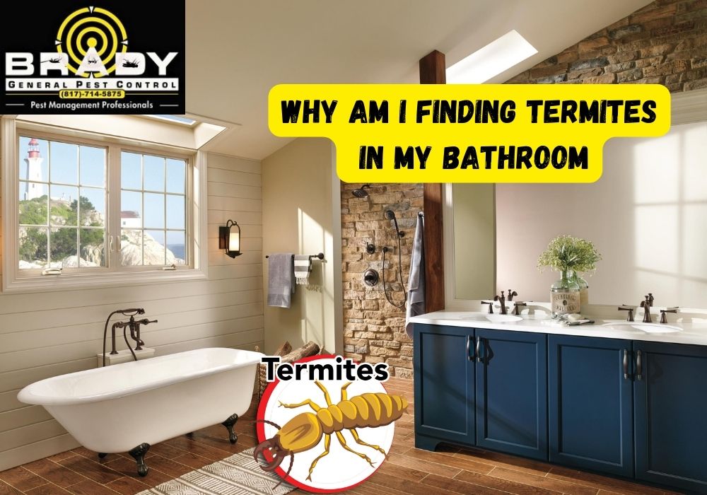 Why am I Finding Termites in my Bathroom - Brady Pest Controll