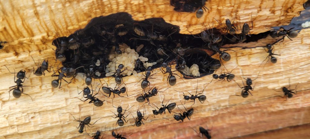 carpenter ants with eggs