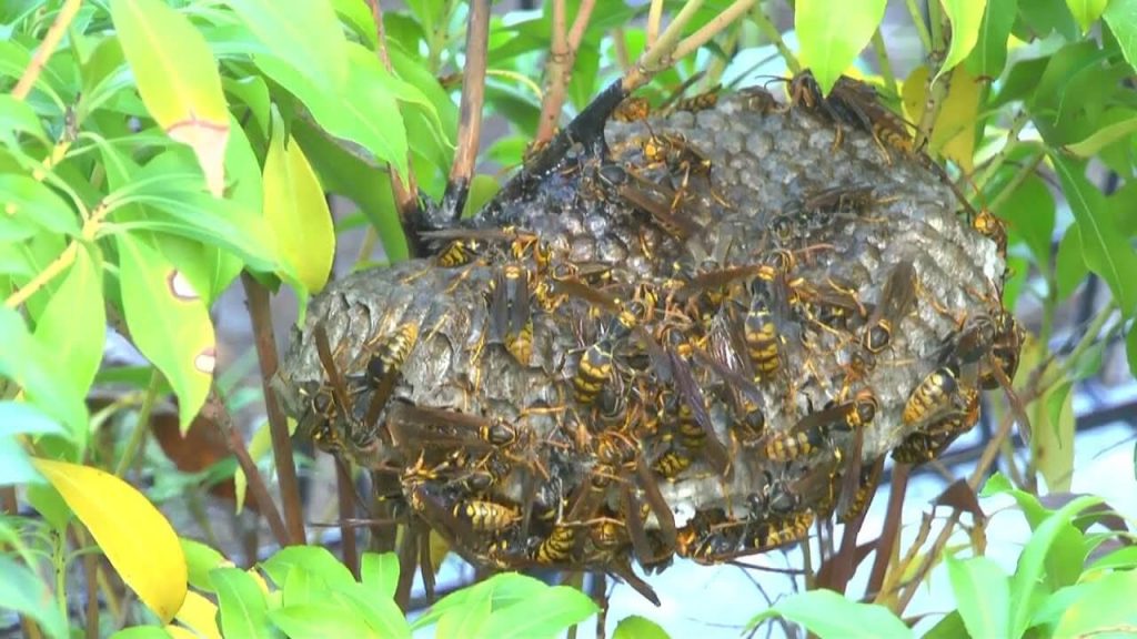 Average Cost Range of Wasp Nest Removal in Grand Prairie, TX