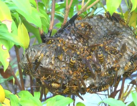 Average Cost Range of Wasp Nest Removal in Grand Prairie, TX