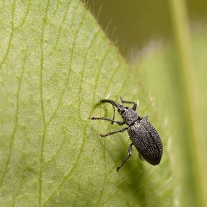 Billbugs  Bugs How to Control Them - Brady Pest Control