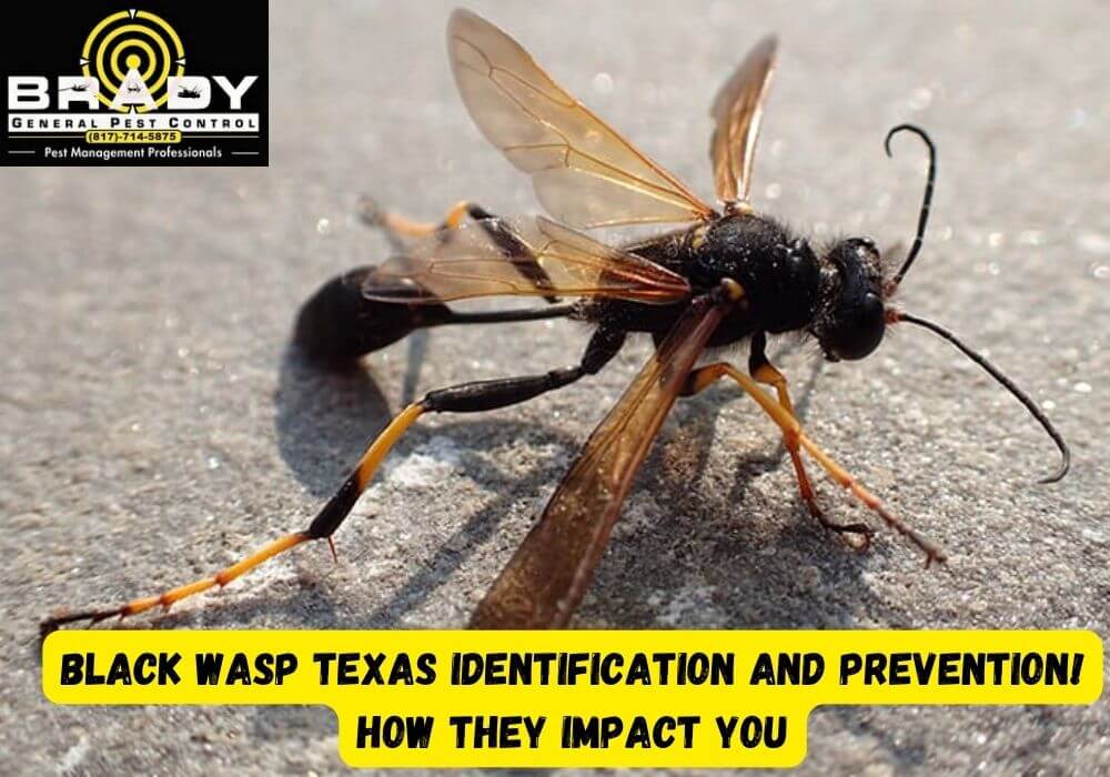 Black Wasp Texas Identification and Prevention! How They Impact You - Brady Pest Control