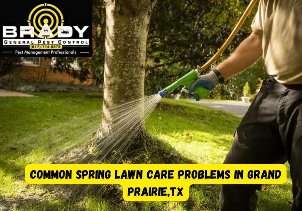 Common Spring Lawn Care Problems in Grand Prairie,TX - Brady Pest Control