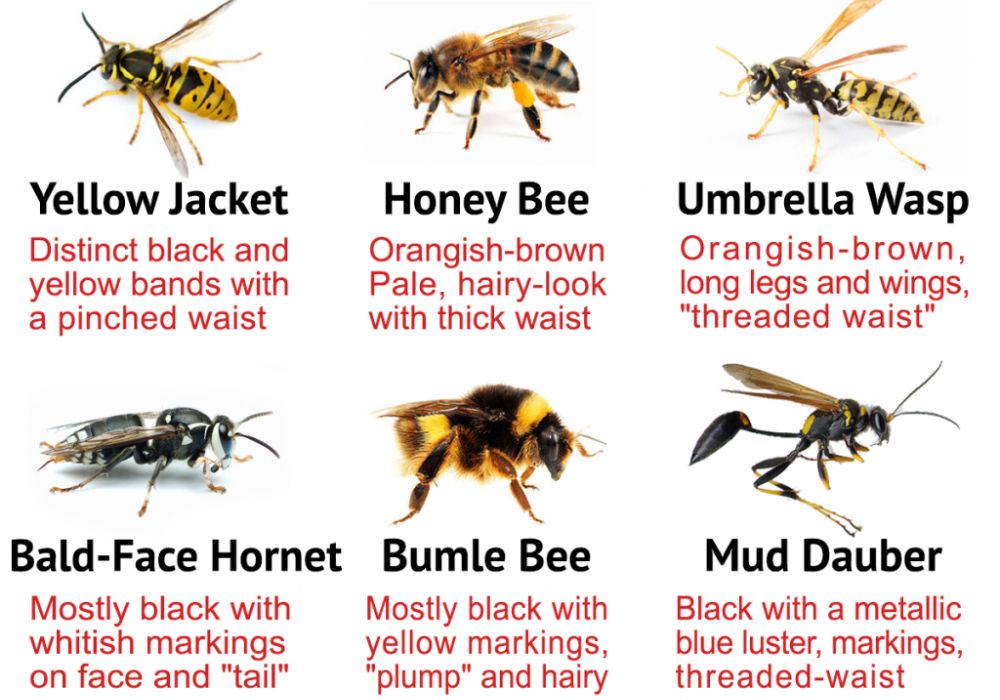 Types of Wasp in Texas - Identification and Prevention of Wasps - Brady Pest Control
