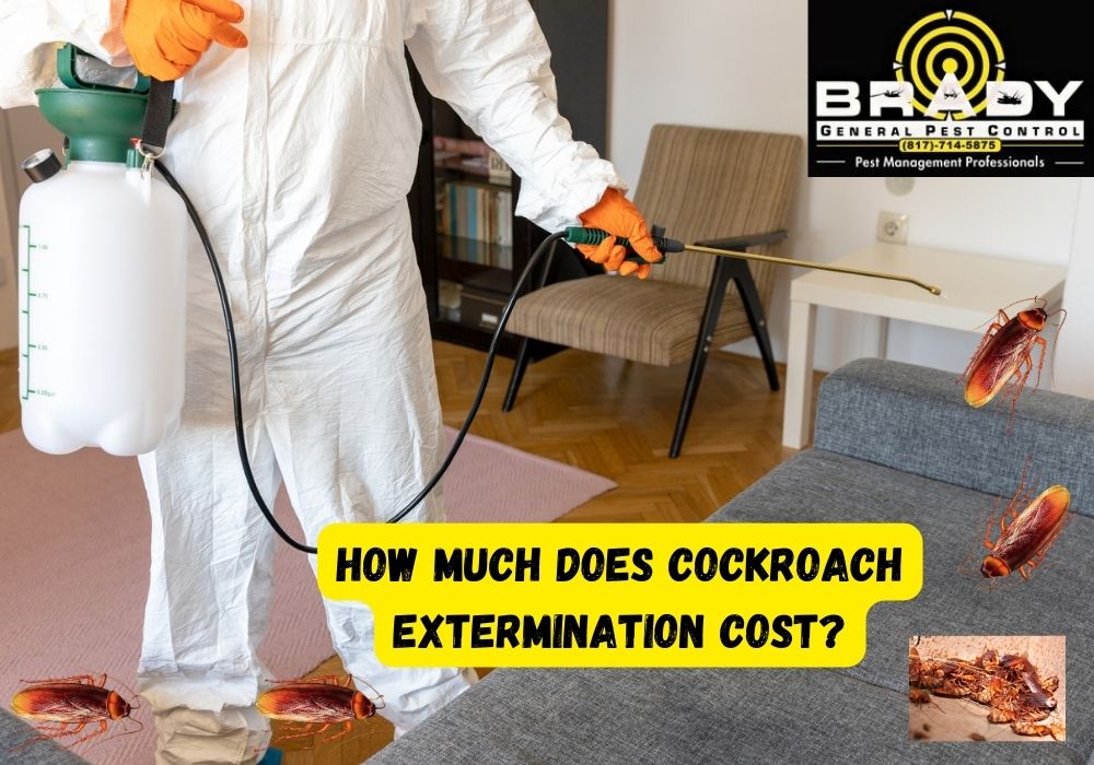 How Much Does Cockroach Extermination Cost in Grand Prairie, TX - Brady Pest Control