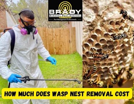 How Much Does Wasp Nest Removal Cost in Grand Prairie, TX 2024 - Brady Pest Control