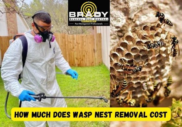 How Much Does Wasp Nest Removal Cost in Grand Prairie, TX 2024 - Brady Pest Control