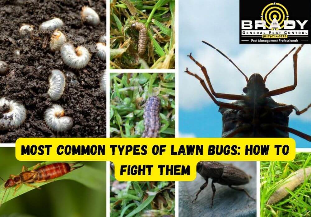Most Common Types of Lawn Bugs- How to Fight Them - Brady Pest Control