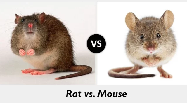 Rat Vs. Mouse What is the Difference - Brady Pest Control