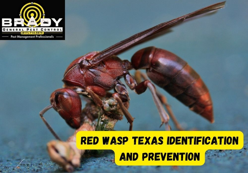 Red Wasp Texas Identification And Prevention! How Do They Impact You In ...