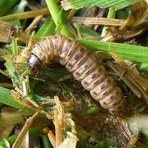 Sod Webworms Bugs How to Control Them - Brady Pest Control