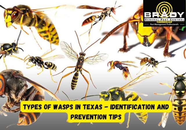 Types of Wasps in Texas - Identification and Prevention of Wasps in 2026
