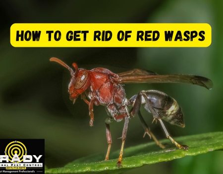 What is a Red Wasp Texas | How To Get Rid of Red Wasps in Texas - Brady Pest Control