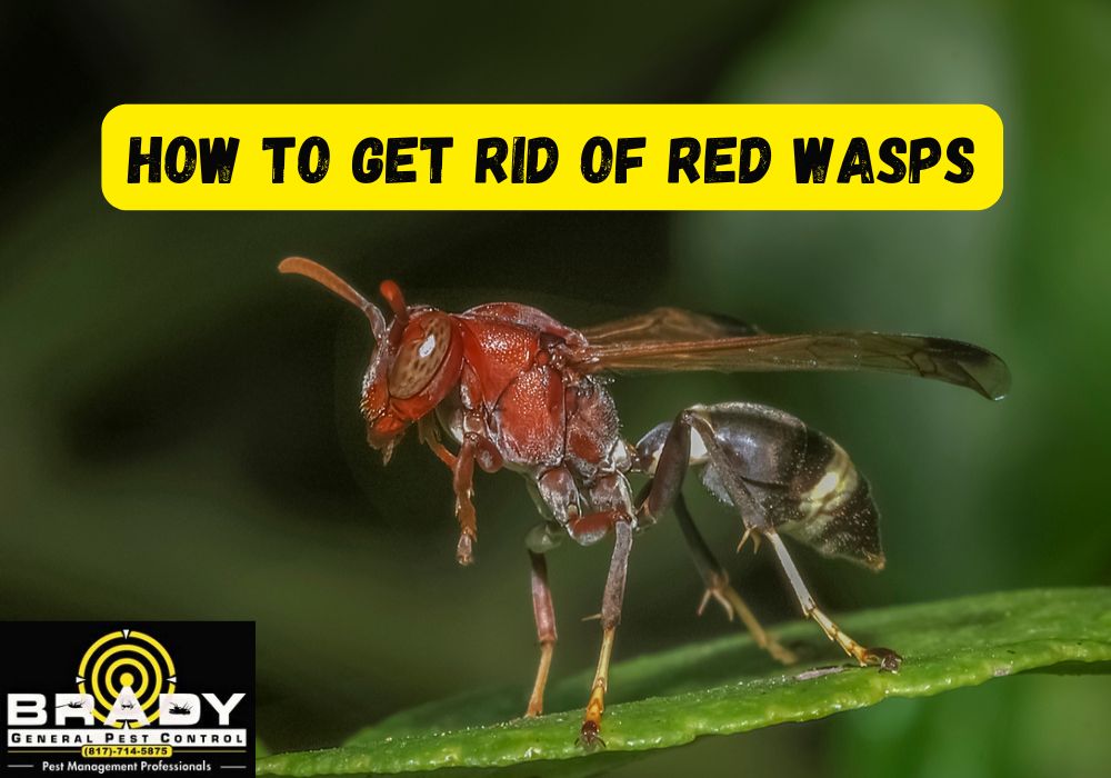 What is a Red Wasp Texas | How To Get Rid of Red Wasps in Texas - Brady Pest Control