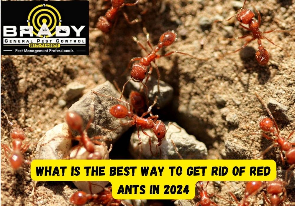 What is the Best Way to Get Rid of Red Ants in 2024 - Brady Pest Control